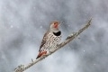 0214KPAC-Norm-Dougan-Wintering-Flicker