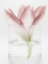 Tracey-Mourre-Still-LIfe