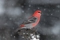 Norm-Dougan-Canadian-Winter-Day