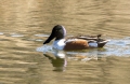 Isobel-Lamarche-Northern-Shoveler
