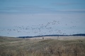 Barb-Klie-1-Sandhill-Cranes