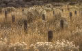 Val-Rampone-Many-backs-toiled