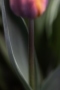 Bonnie-Pryce-Tulip-in-Motion