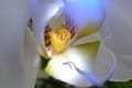 Orchid Heart_Klie Barb (19.5)