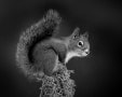 Norm Dougan - Cheeky