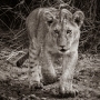 Brian-Mitchell-Cautious-Lion-Cub