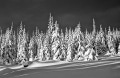 Robert-Stenner-Snowy-Trees