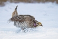 Norm-Dougan-Dancing-Sharptail