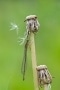 Robert-Stenner-Damselfly-at-Rest