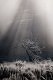 Angelina Brooymans - Morning LIght