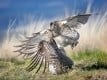 Norm Dougan - Fighting Sharptails
