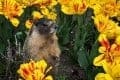 21.0 Derek Simpkins - Enjoying My Flower Bed