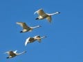 21.0 Robert Nowland - Quiet Flight