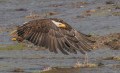 23.5 Terry Conroy - Bald Eagle in Flight