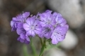 Terry-C0nroy-Thread-leaved-Phacelia