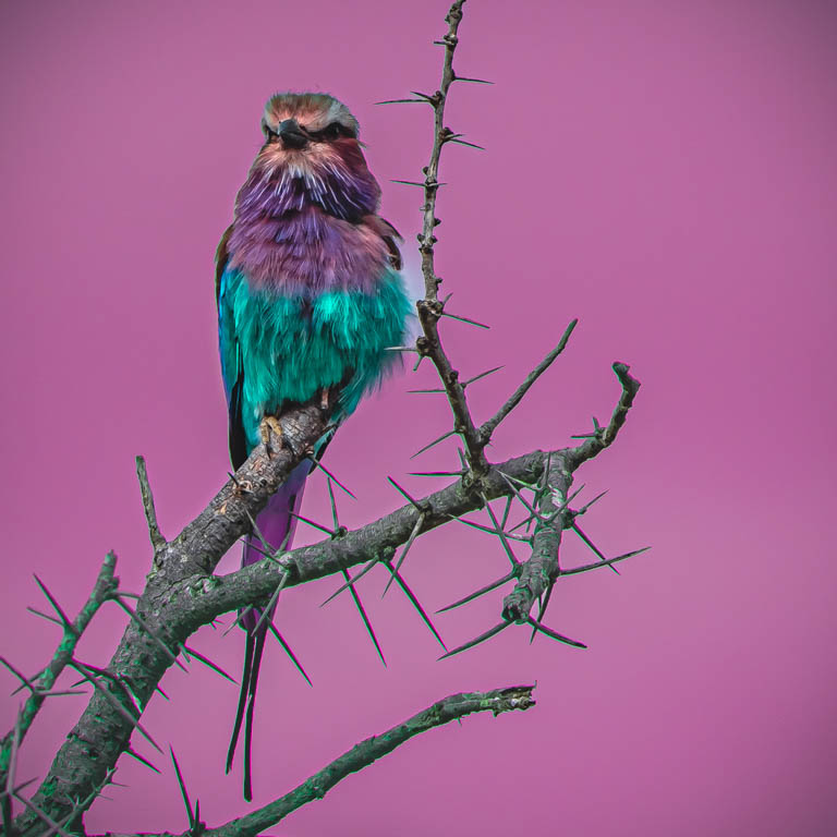 LILAC BREASTED ROLLER