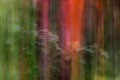 Bonnie-Pryce-Forest-rainbow
