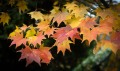 Ken-Gray-Wettest-leaves