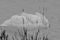 Barb-Klie-Dreaming-of-Swans