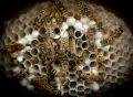 Lyn-Riley-5Natures-Architects-3 Lyn-Riley-5Natures-Architects-3