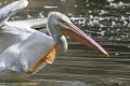 Terry-Conroy-Webbed-Foot