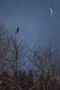 Bonnie-Pryce-The-Owl-The-Moon