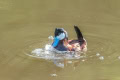 Dave-Whiting-Male-Ruddy-Duck-impessing-the-girls