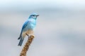 Dave-Whiting-Mountain-Bluebird-on-Mullen