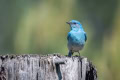 Dave-Whiting-Mountain-Bluebird