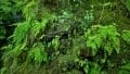 Brian Mitchell - Lush Vegetation in Hana