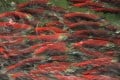 Christine Overland - Salmon On The Run