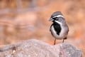 Dave Whiting - Black Throated Sparrow