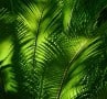 Foliar Tapestry_Williams David