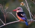 Grey Headed Kingfisher_Simpkins Derek