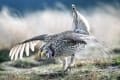 Norm Dougan - Grassland Dancer