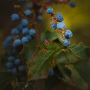 Tracey-Mourre-Oregon-Grape