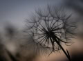 Yvonne-Hillsden-Goatsbeard-sunset