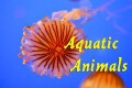 1-Aquatic-Animals