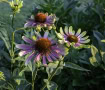 Isobel-Lamarche-4-Echinacea Isobel-Lamarche-4-Echinacea