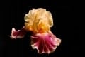 Barb-Klie-Apricot-Iris