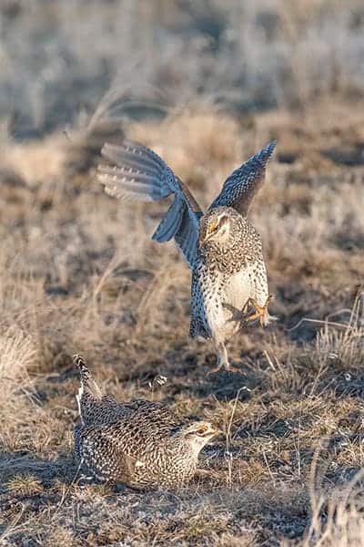 Terry-Conroy-12-Sharptail-Grouse-Jump