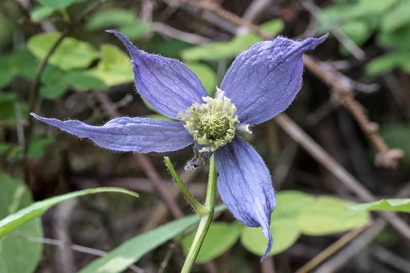 Terry-Conroy-34-Blue-Clematis