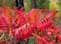 Dave-Whiting-Sumac